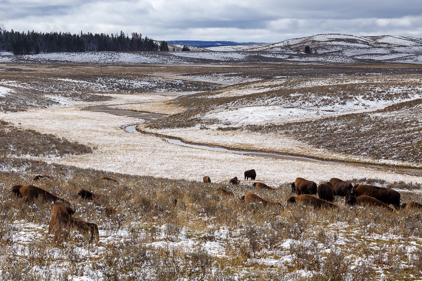 1854 Hayden Valley_850.jpg