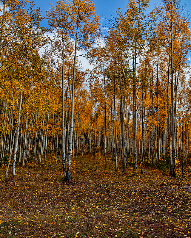 190929-11485-5DS R bc.jpg