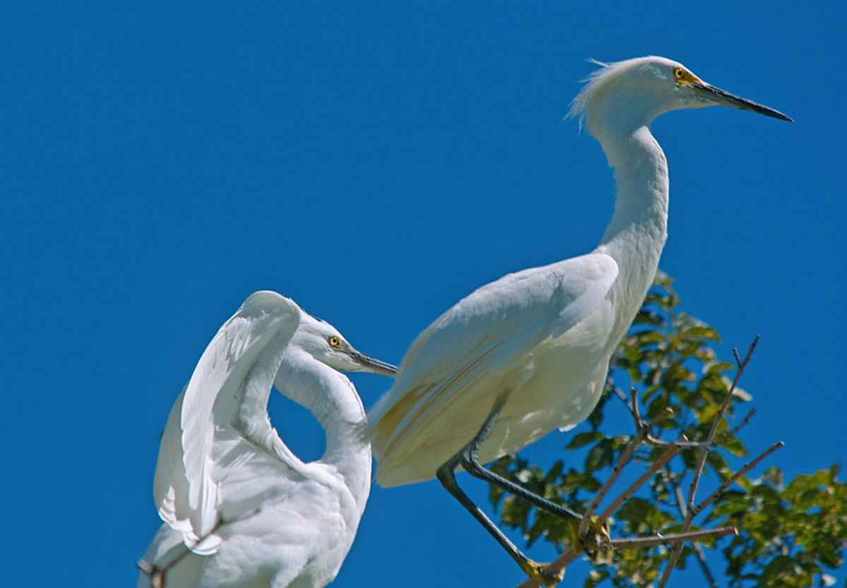 2 Snowy Egrets.jpg