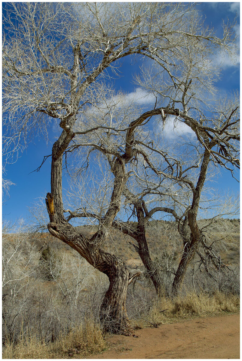 2 trees.jpg