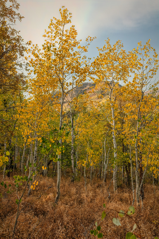 200918-14286-5DS R.jpg