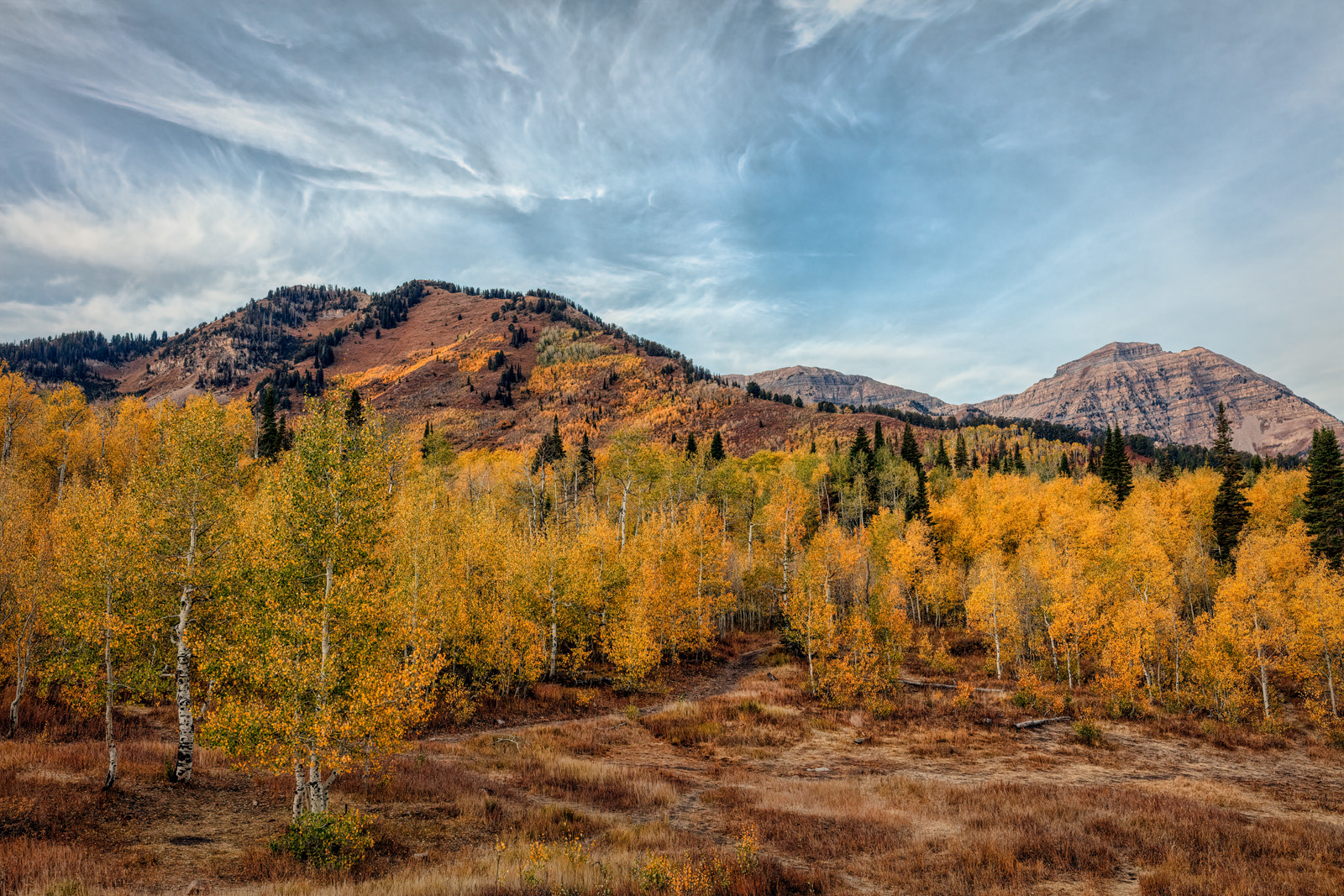 Alpine Loop | Focal World