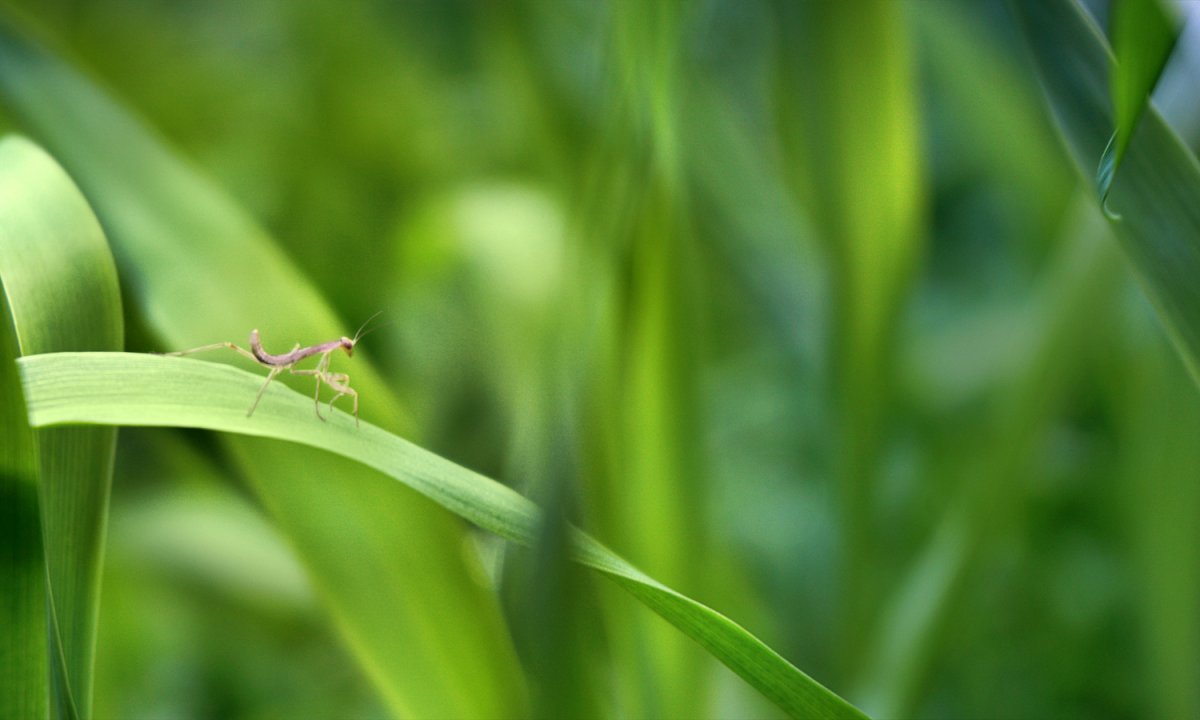 2018-03-11_praying_mantis_2.jpg