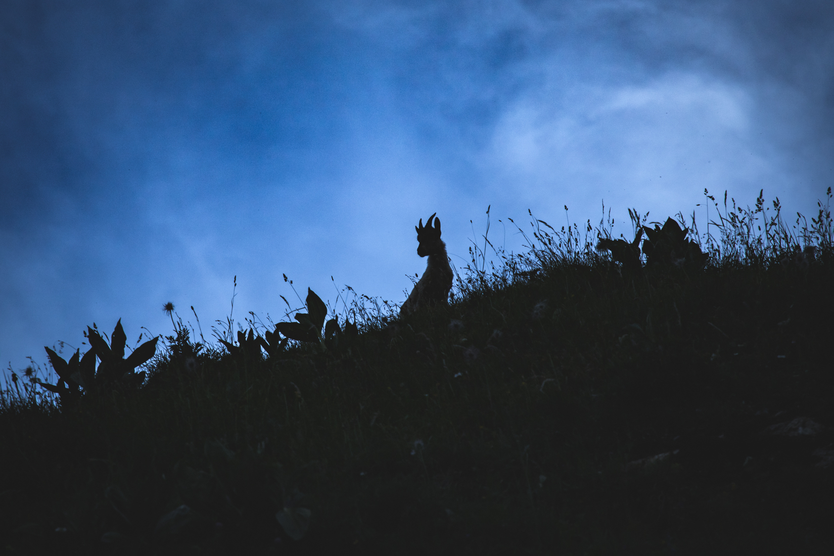20190720_IMG_0011_AmyEarl.jpg