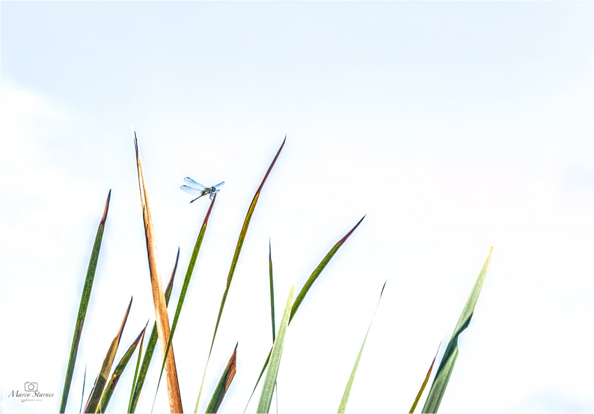 2019_Conroe_dragonfly_01_web.jpg