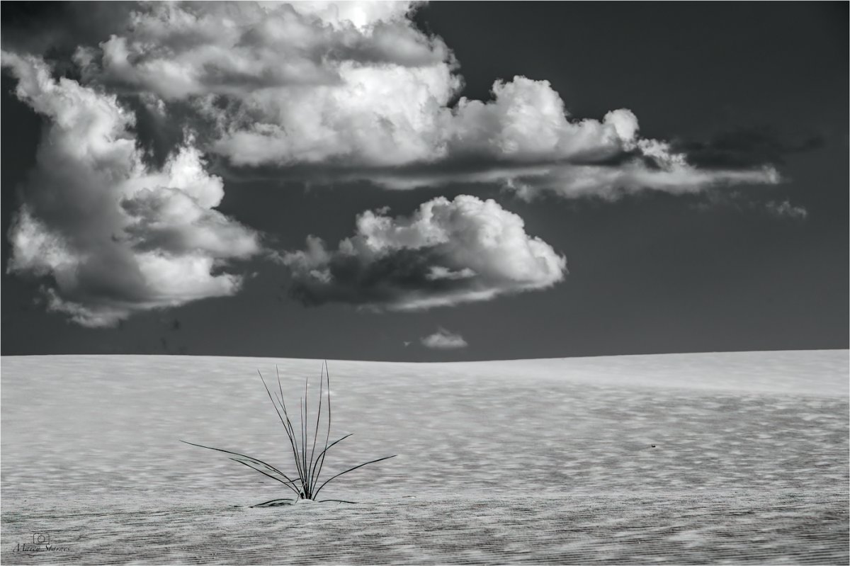 2019_whitesands_07_web.jpg