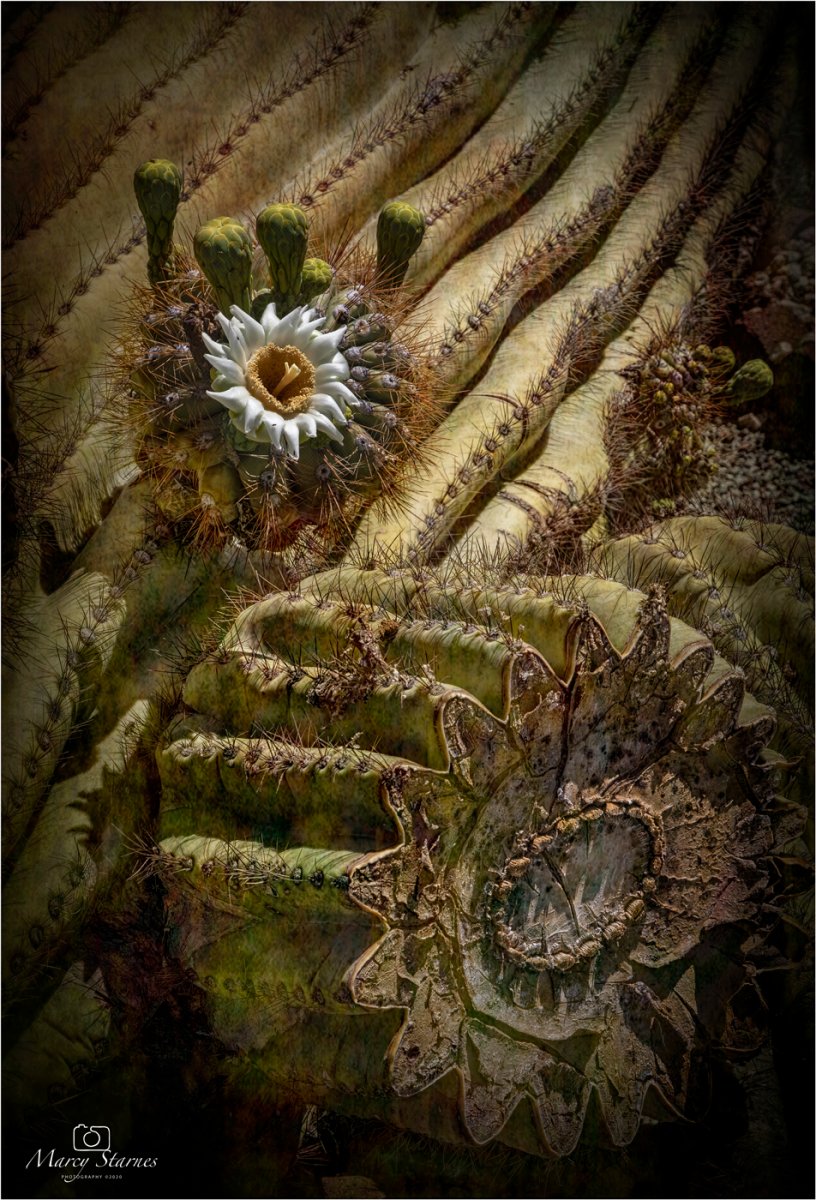 2020_april_flower_39_web.jpg