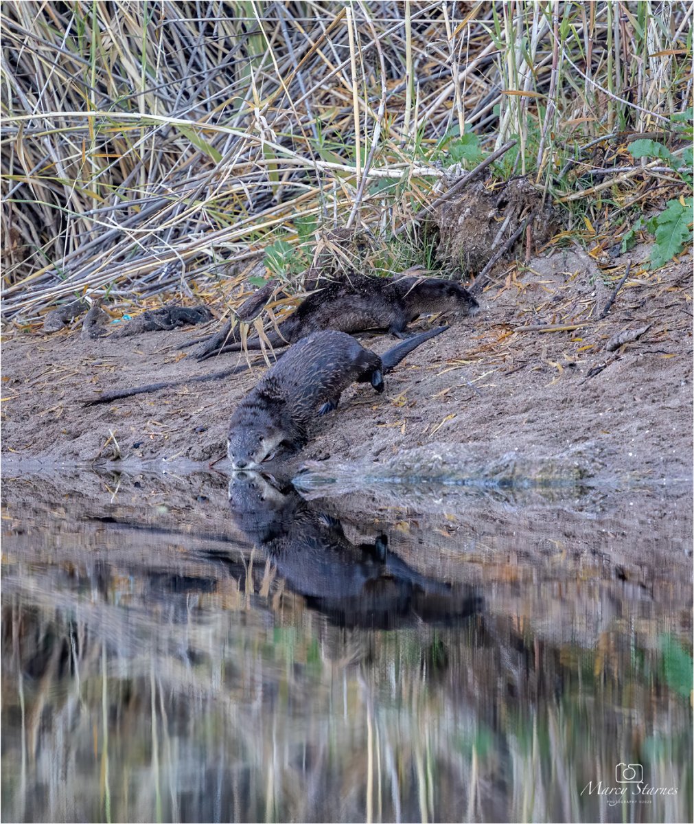 Salt River AZ Otters Focal World