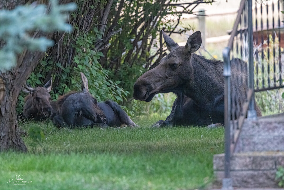 2021_ennis_moose_07_web.jpg