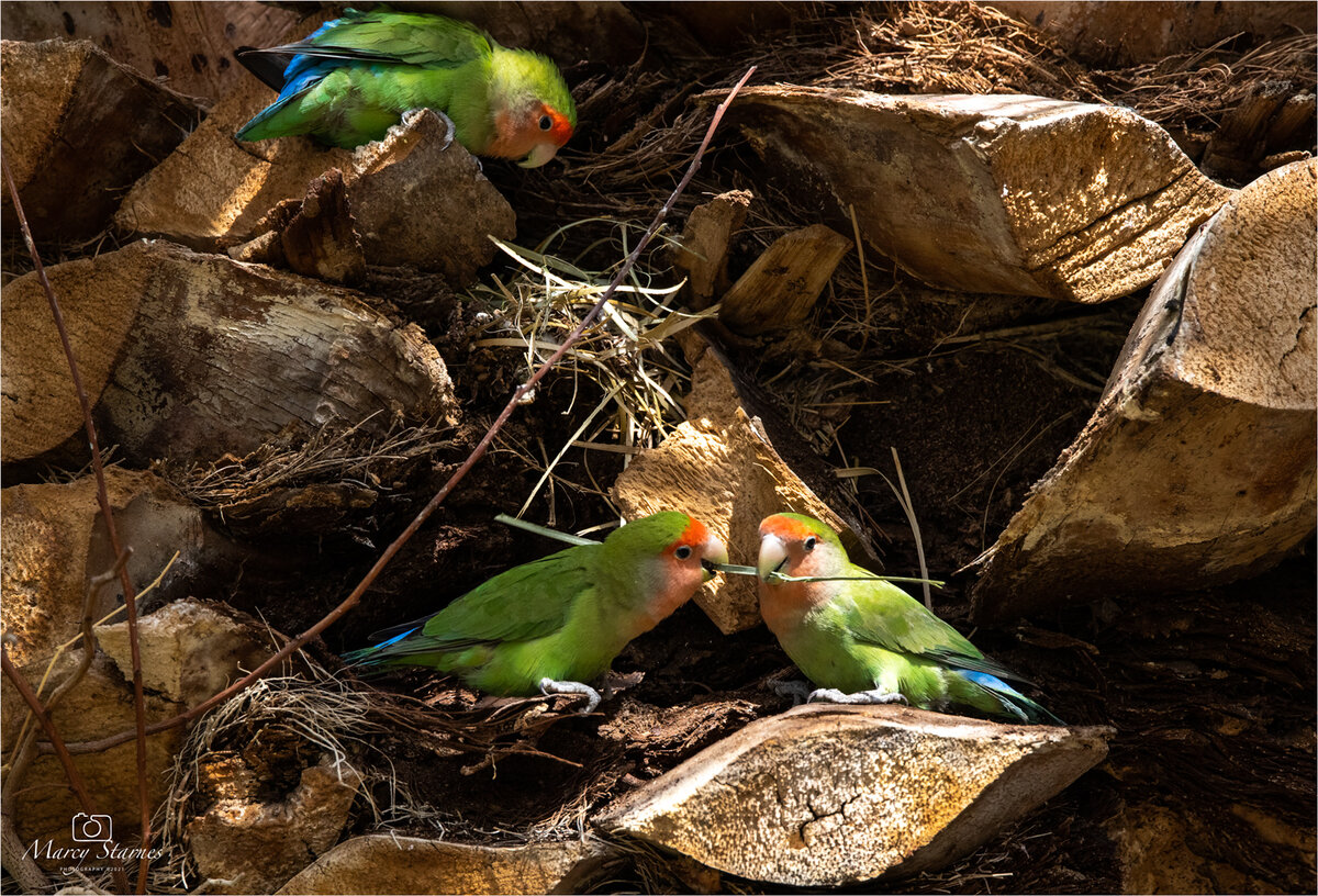 2021_feb_lovebird_04_web.jpg