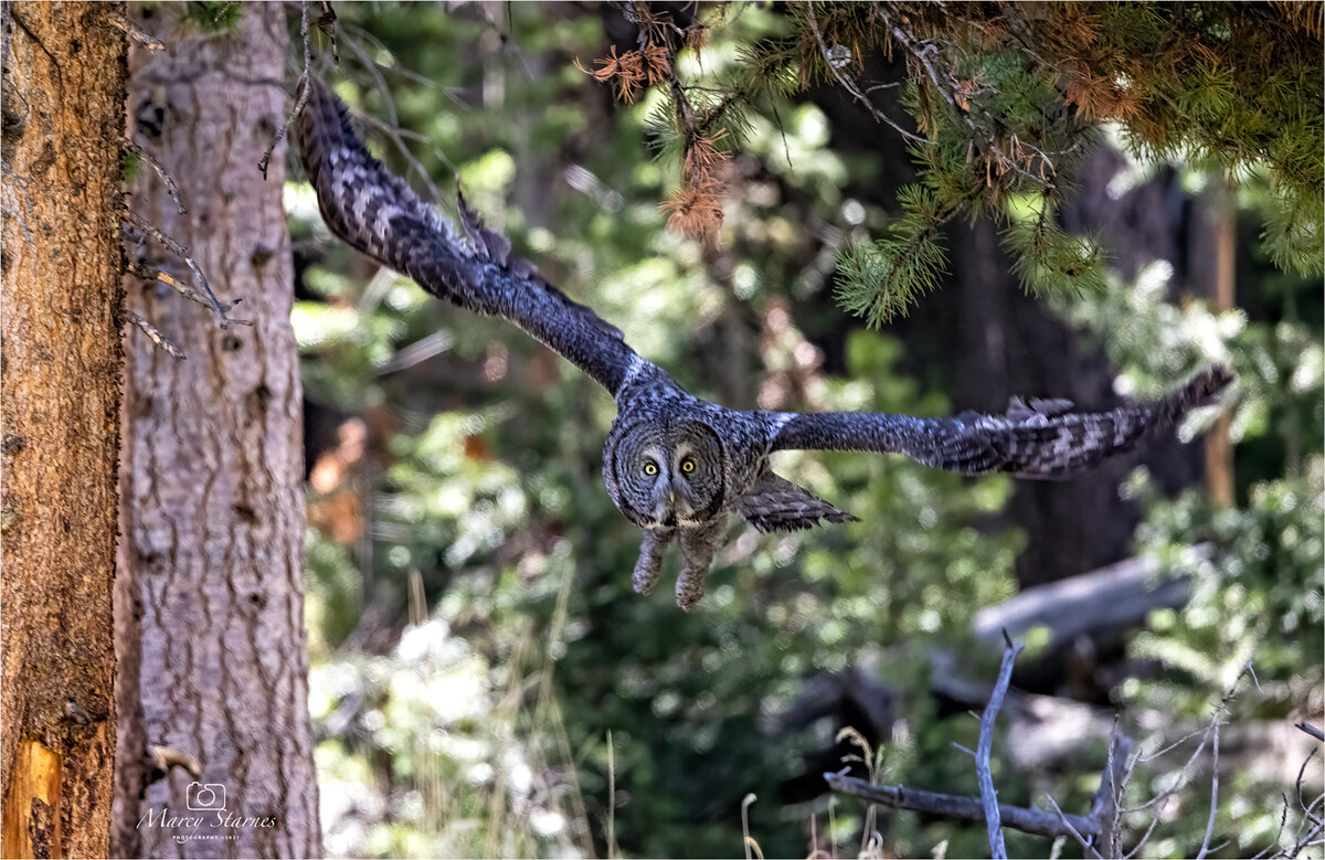 2021_YNP_GGO_01_web.jpg