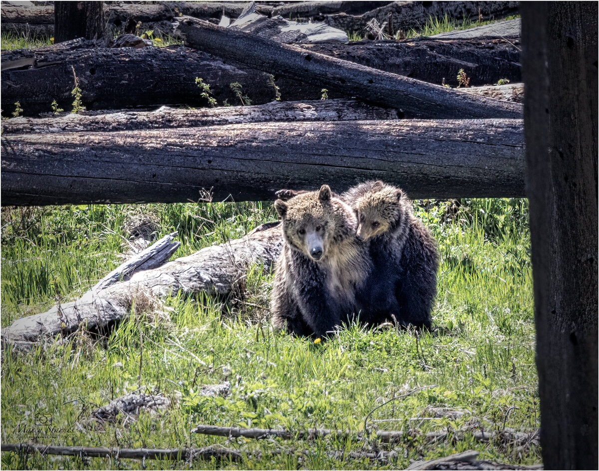 2021_YNP_rasp1_07_web.jpg