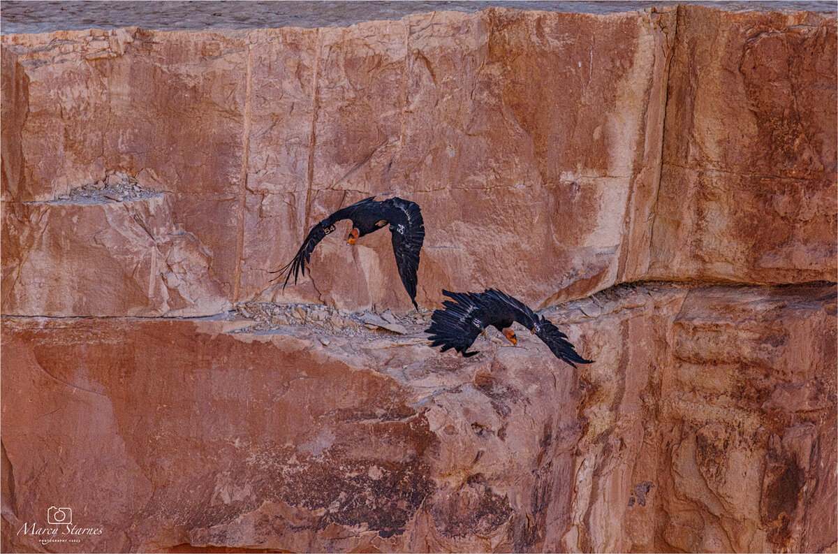 2022_condor_11_web.jpg