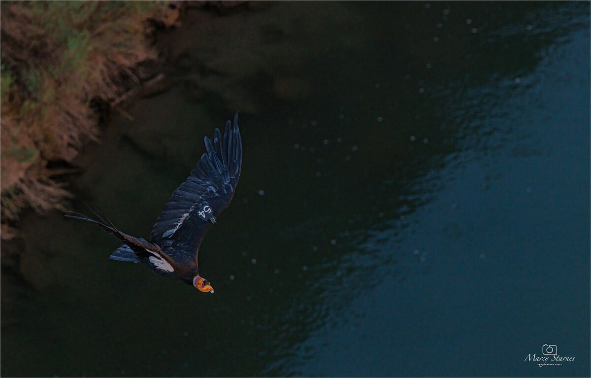 2022_condor_8_web.jpg
