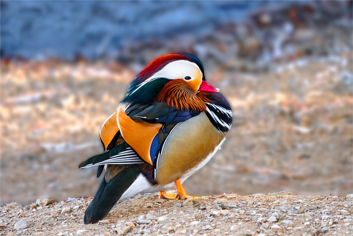 2022_mandrin_duck_02_web.jpg