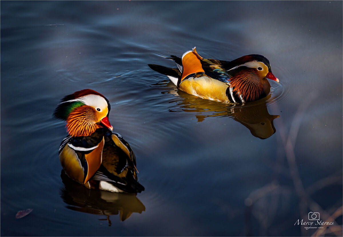 2022_mandrin_duck_09_web.jpg