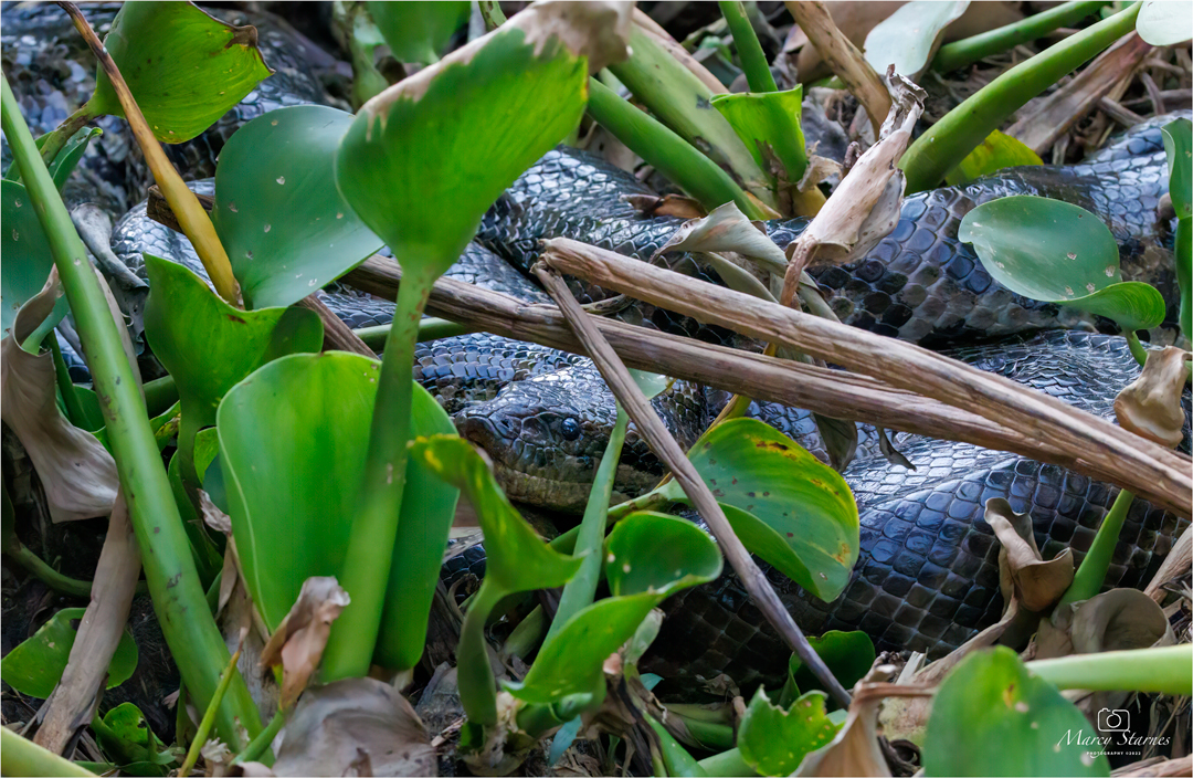 2022_session_12_anaconda_03_web.jpg