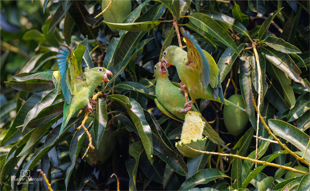 parrots galore | Focal World