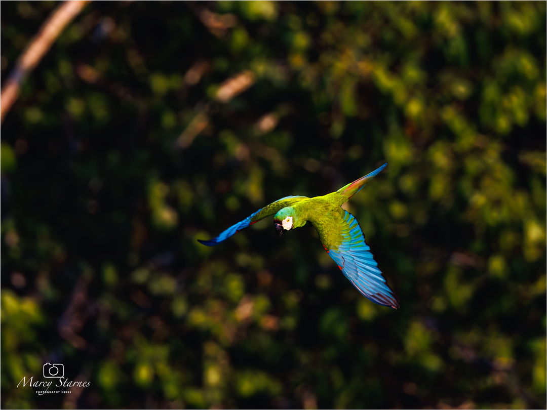2022_session_17_macaw_03_web.jpg