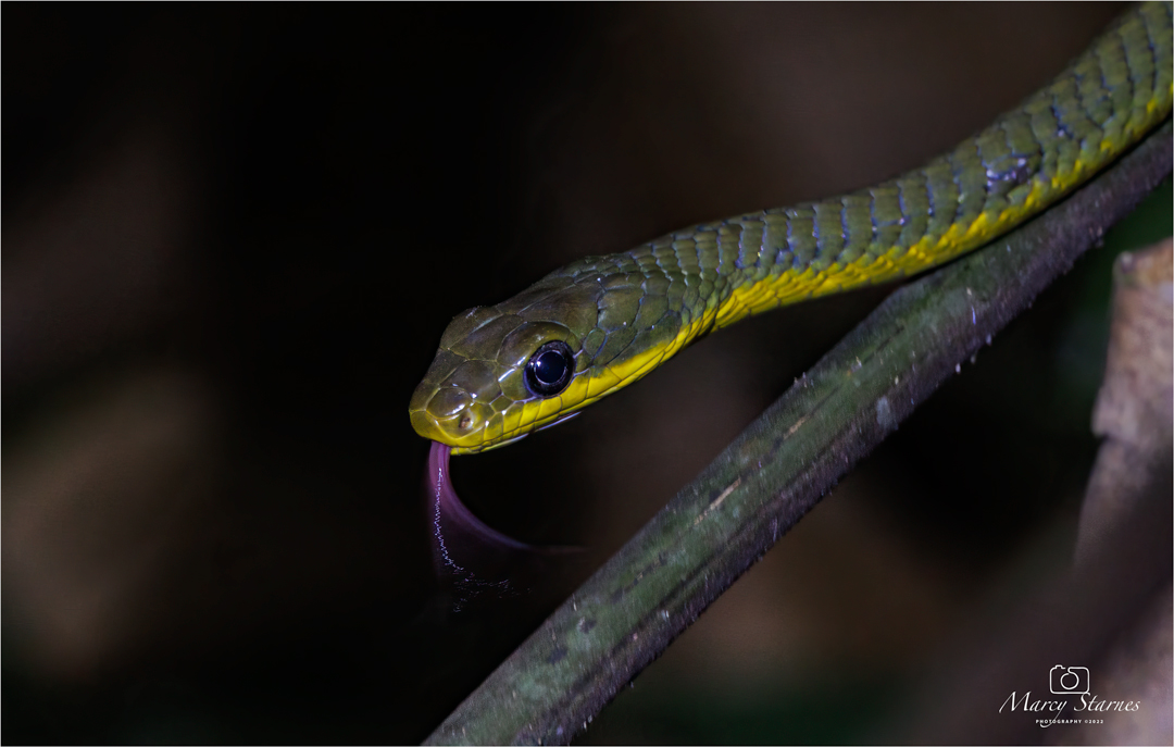2022_session_17_snake_02_web.jpg