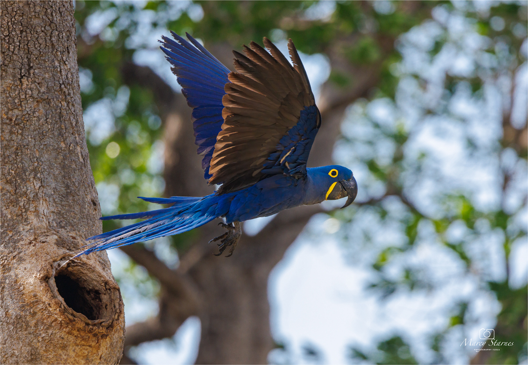 2022_session_8_macaw_08_web.jpg