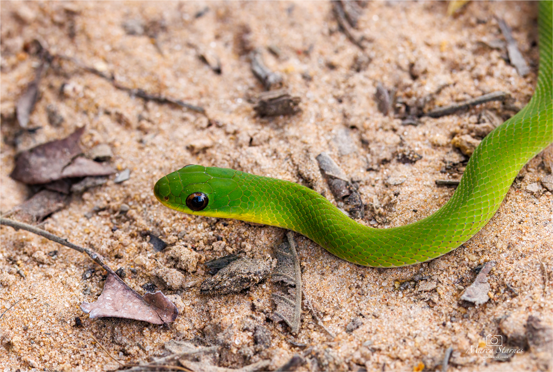 2022_session_8_snake_01_web.jpg