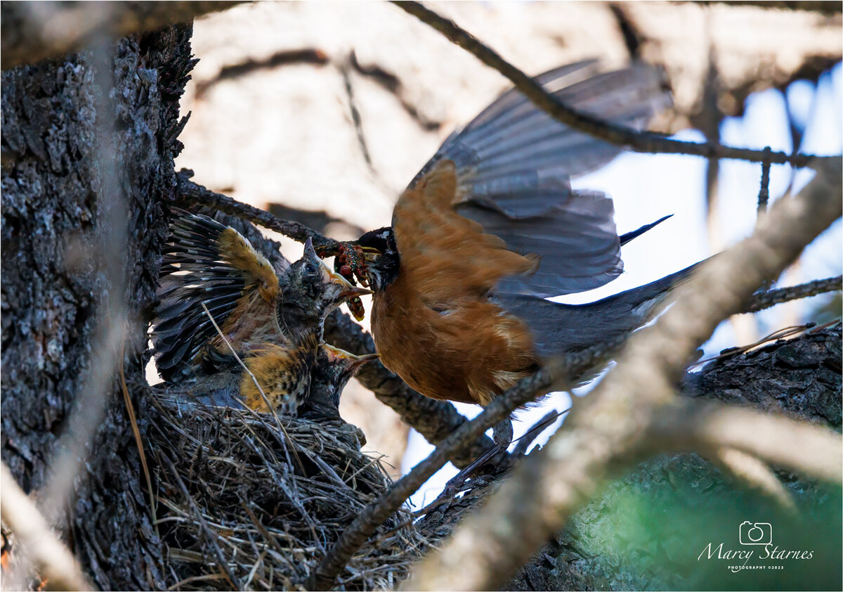 2023_july_robin_3_web.jpg