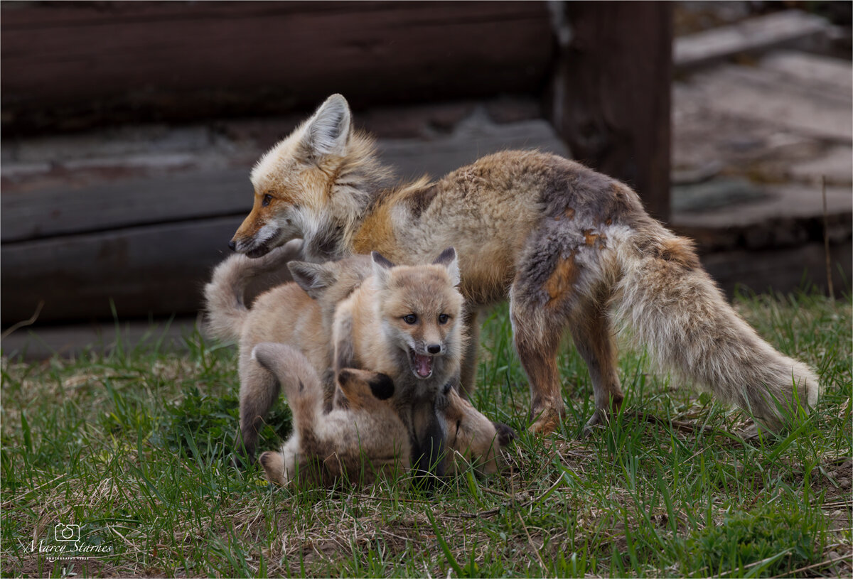 2023_june_ynp_fox_02_web.jpg