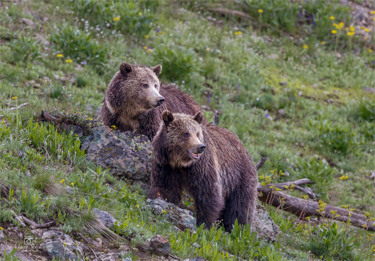 2023_june_ynp_raspberry_01_web.jpg