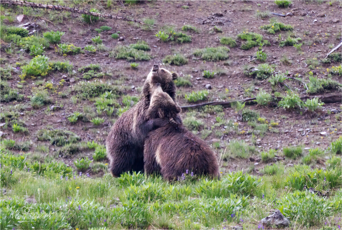 2023_june_ynp_raspberry_03_web.jpg