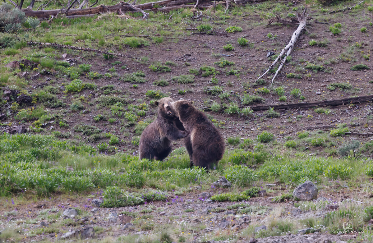 2023_june_ynp_raspberry_04_web.jpg