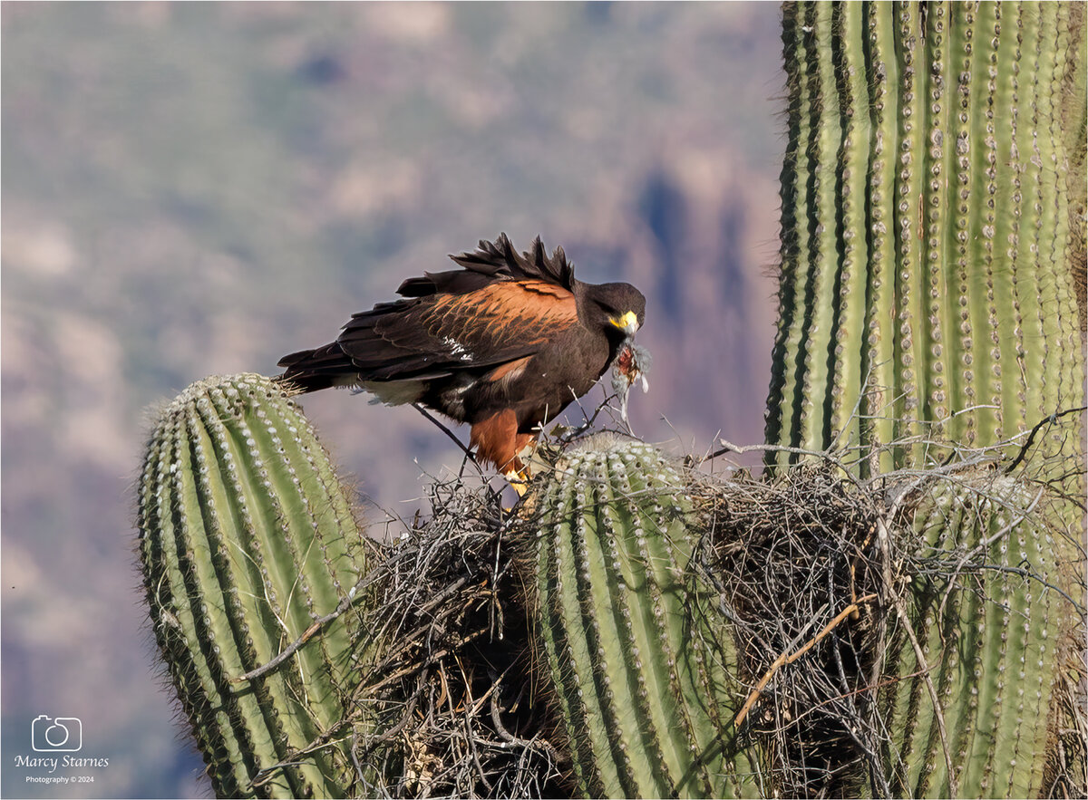 2024_march_harris_hawk_18_web.jpg