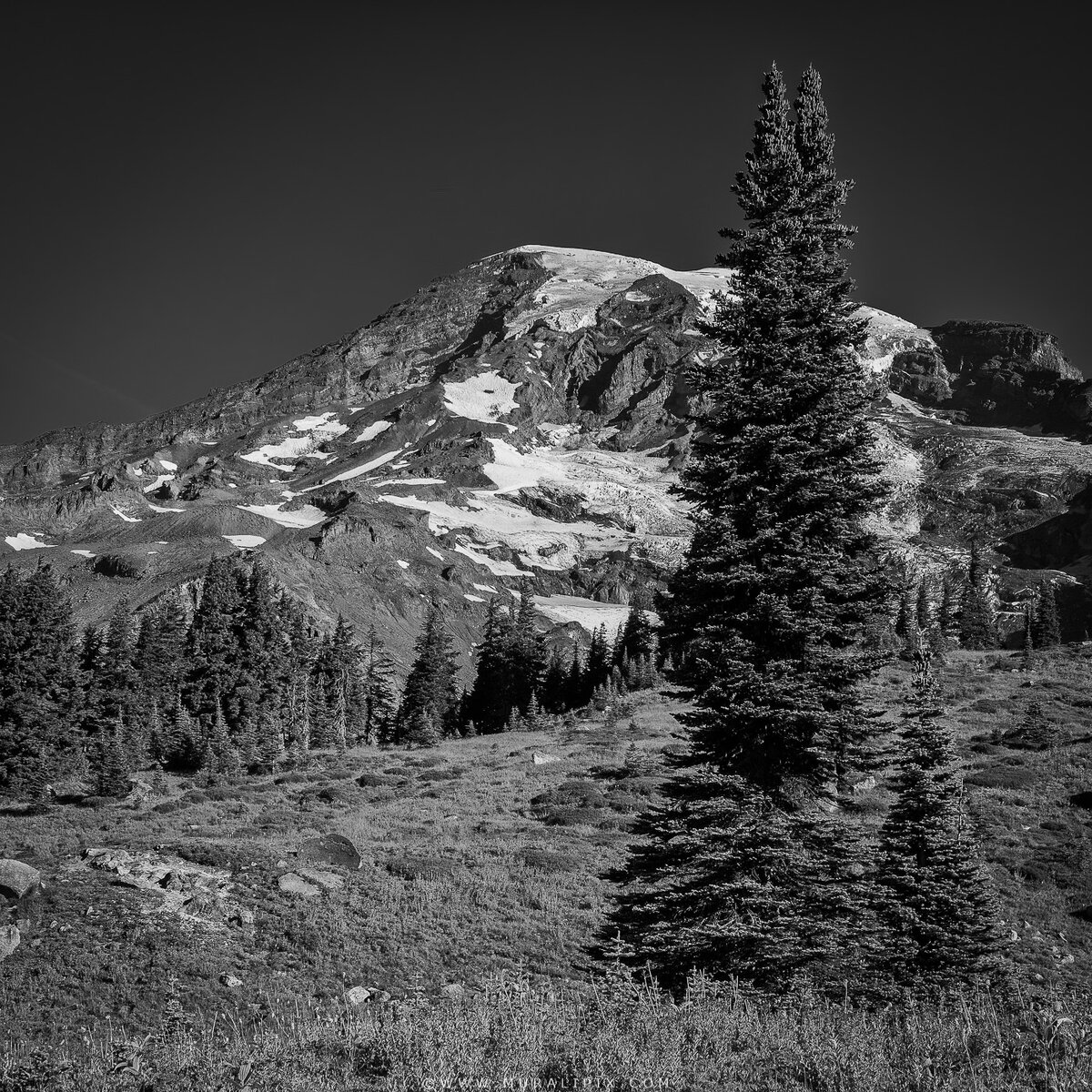 2025.08.21 - Subalpine Fir along Deadhorse Trail in B&W.jpg
