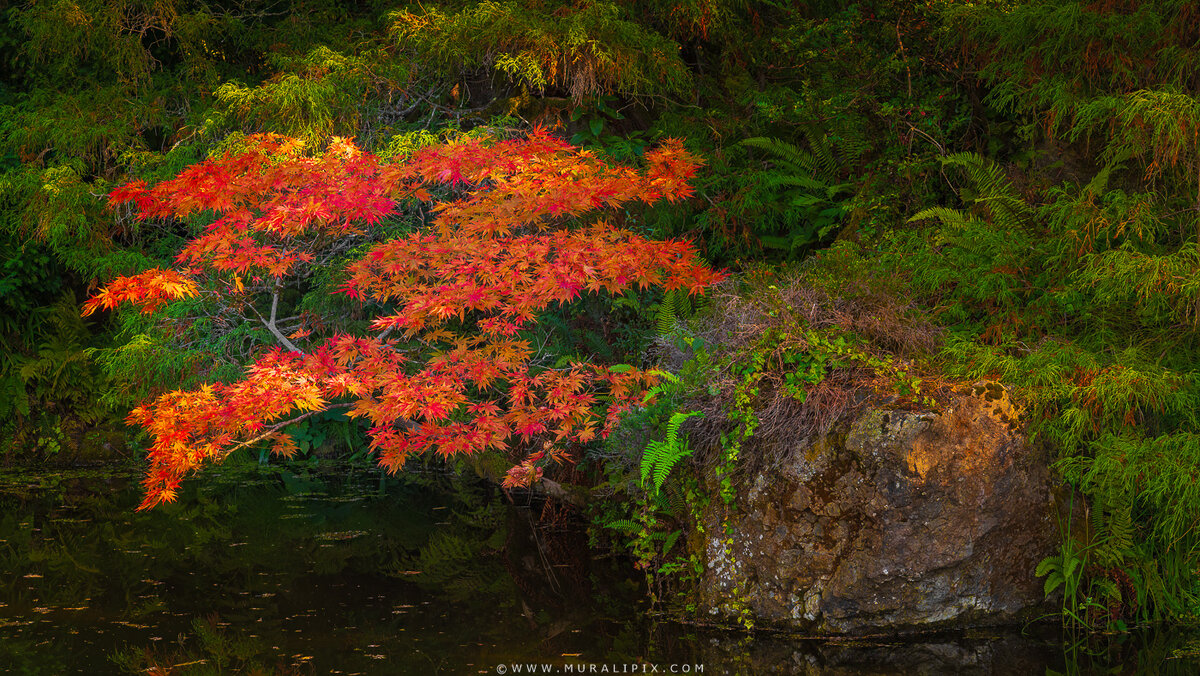 2025.10.14 - Kubota Garden Moon Maple 1.jpg