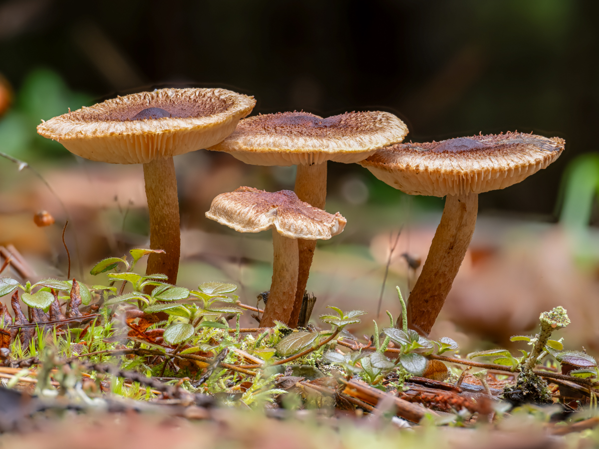 2025-11-17 16-38-00 (A,R8,S4).jpg