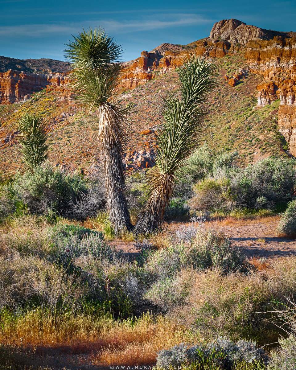 2026.03.13 Hagen Canyon 07.jpg