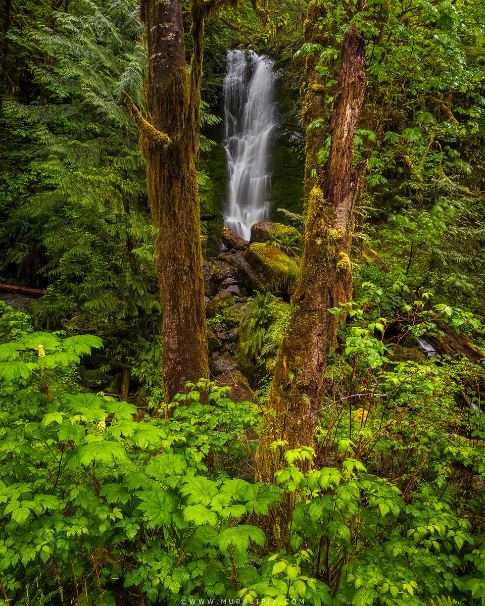 2026.05.15 Merriman Falls 1.jpg