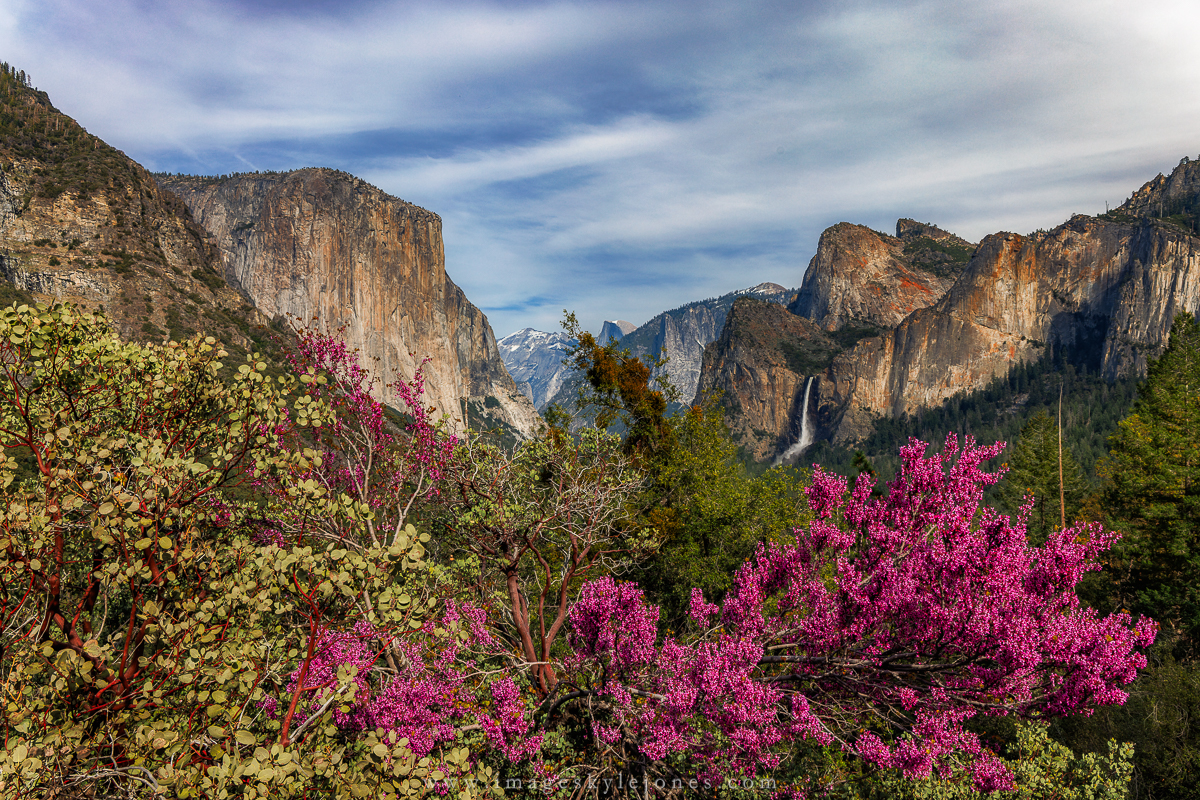 2081 Tunnel View and Flowers_1200.jpg