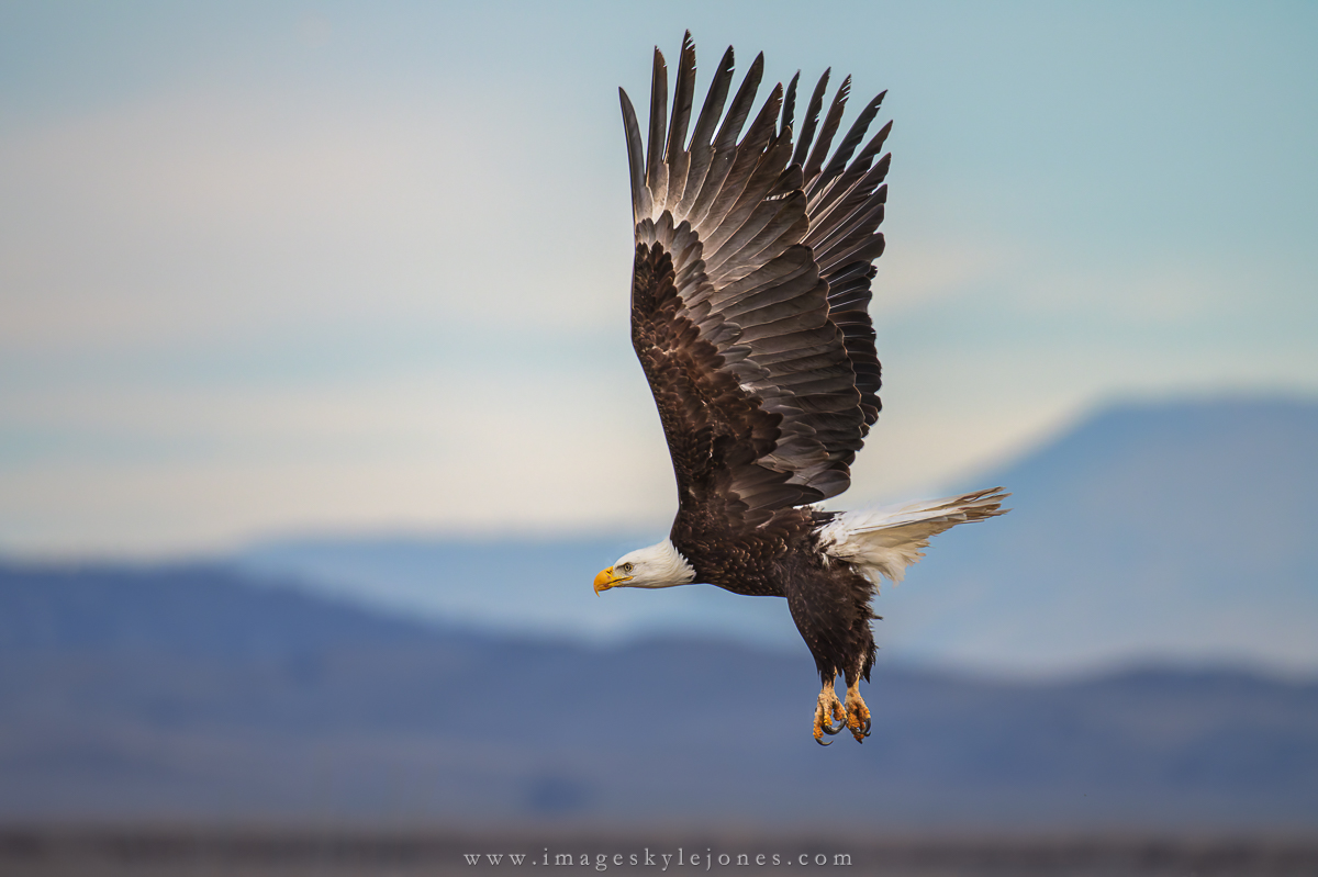 2088 Bald Eagle in Flight_1200.jpg