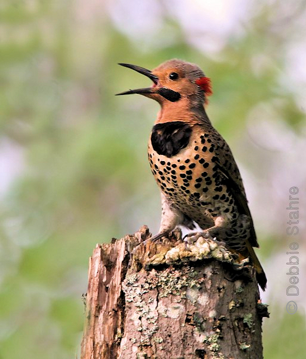 20D-2006-7-15-121Flicker.jpg