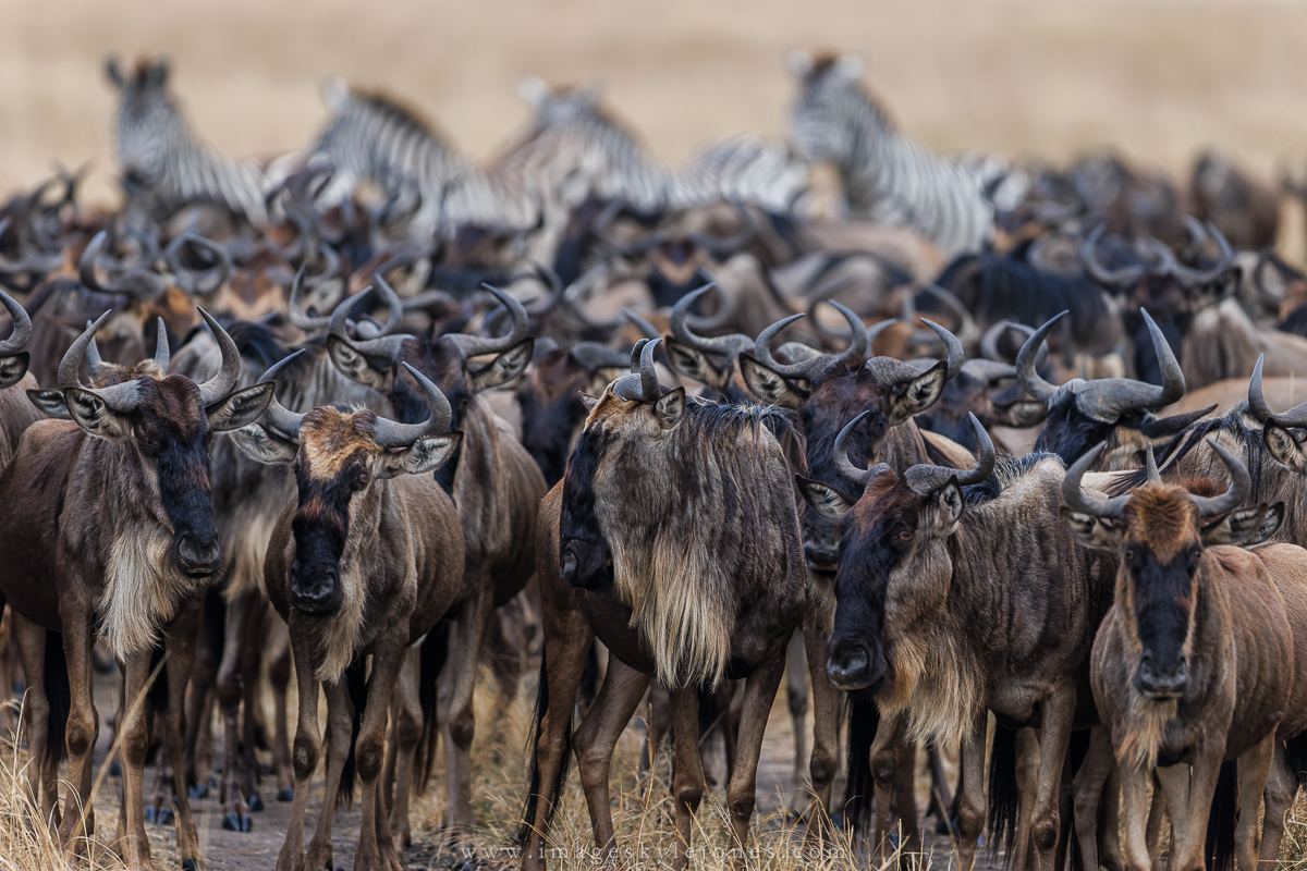 2141 Wildebeest and Zebras_1200.jpg