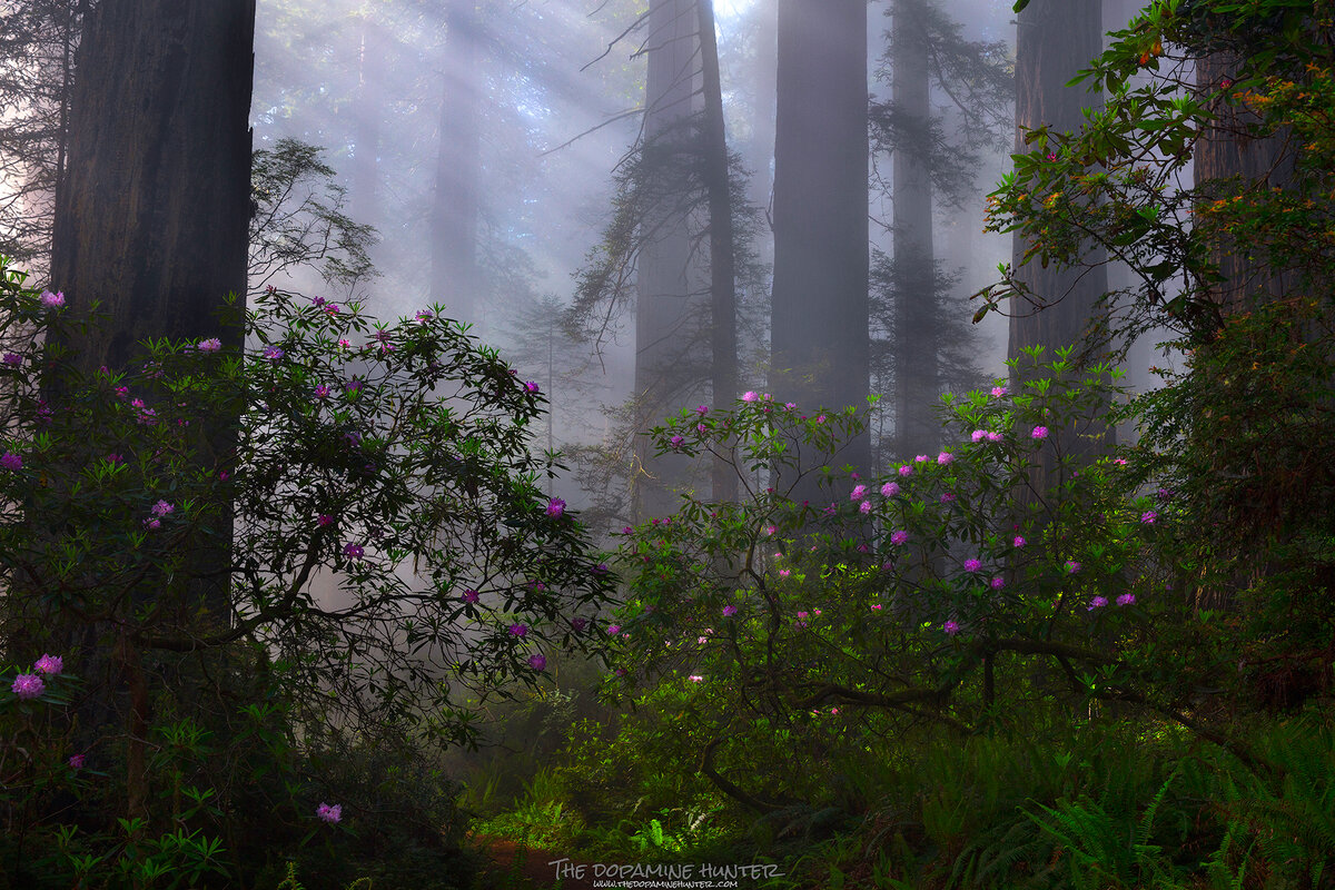 23-06-03-Redwoods-640web.jpg