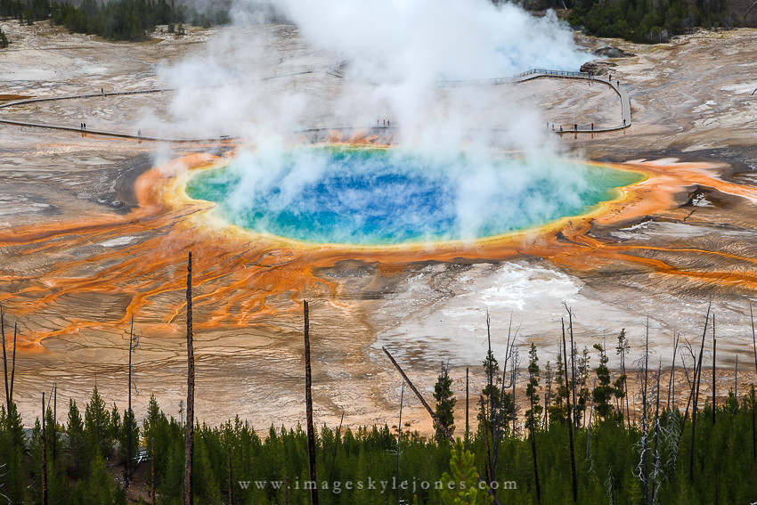 2300 Grand Prismatic Trees_850.jpg
