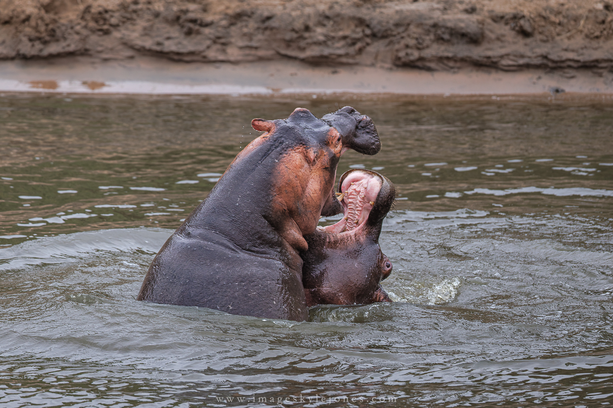 2308 Hippo Fight_1200.jpg