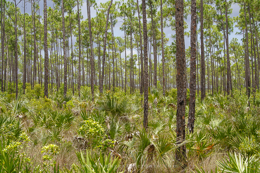 2327 Everglades Pinelands_850.jpg
