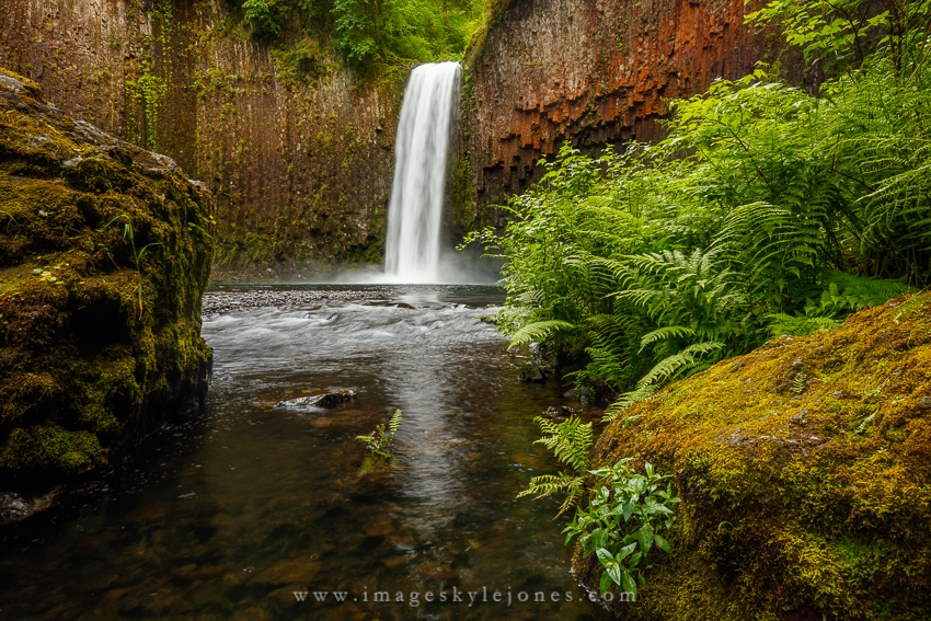 2361 Abiqua Ferns Landscape_850.jpg