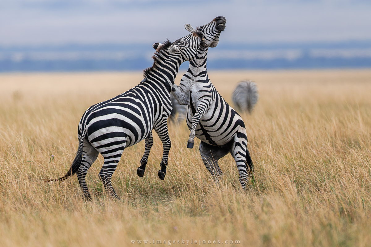 2491 Zebra Fight_1200.jpg