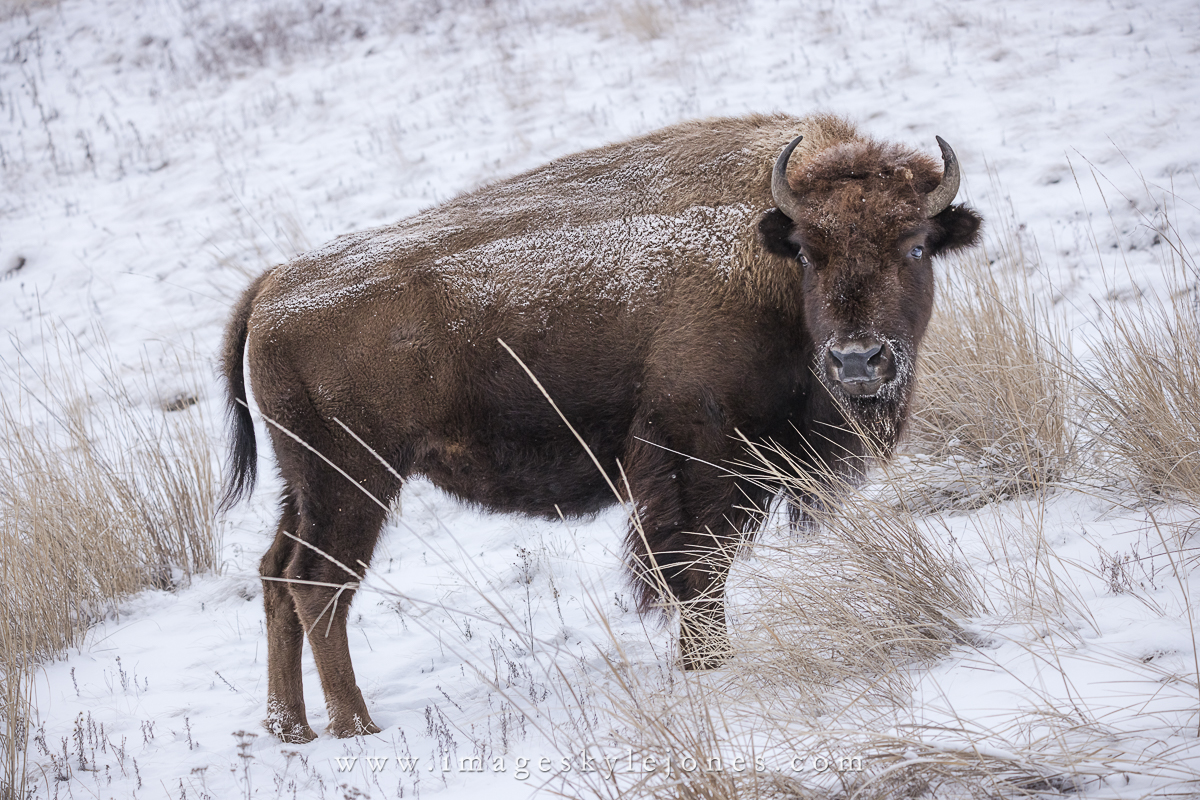2509 Winter Bison_1200.jpg