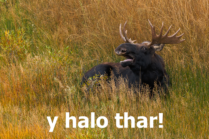 2614 Laughing Moose_Website.jpg