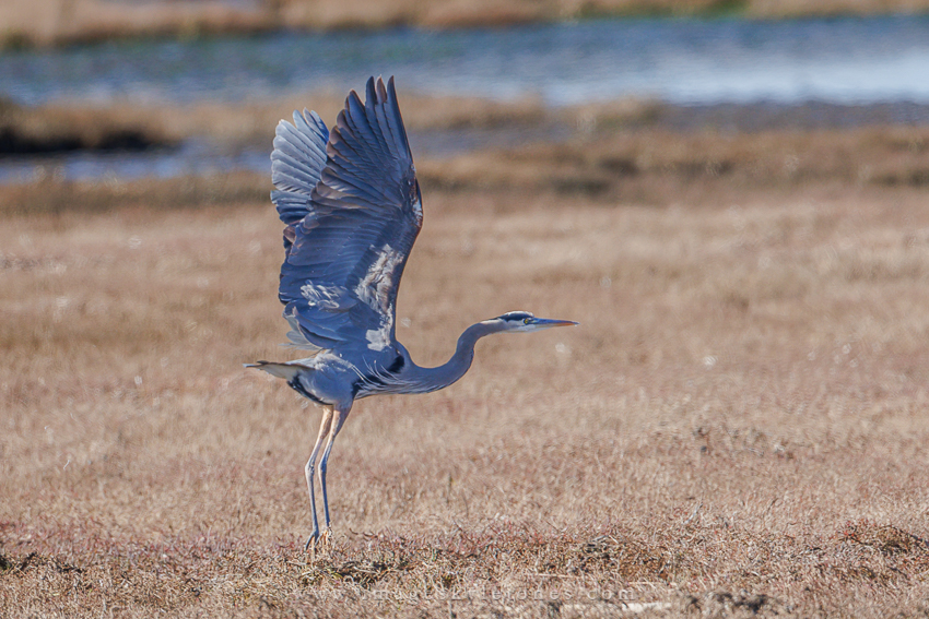2636 Heron Takeoff_850.jpg